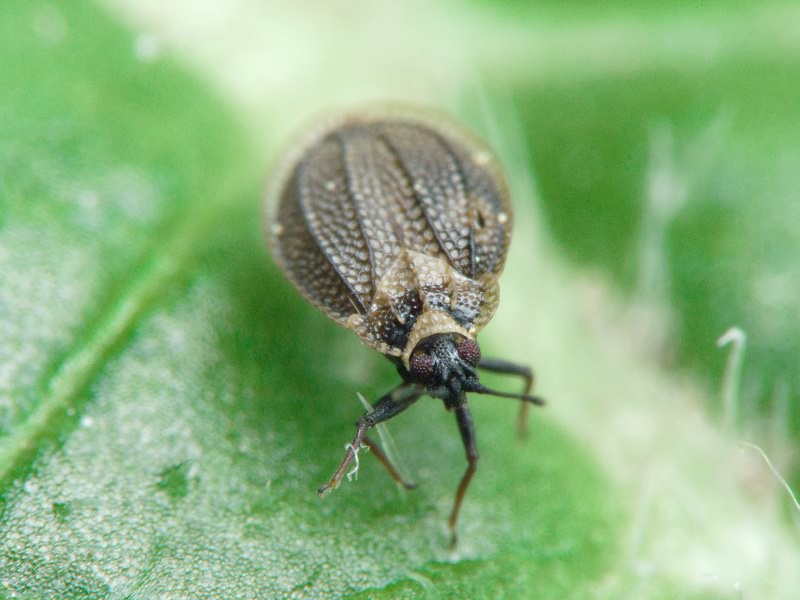 Acalypta marginata (Wolff, 1804)